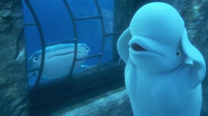 What animal is Bailey in Finding Dory? – Celebrity